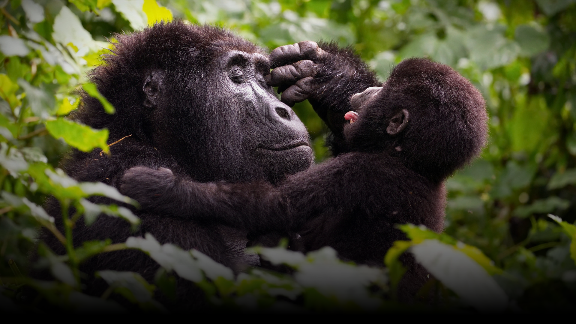 One&Only Gorilla's Nest, Volcanoes National Park, Rwanda
