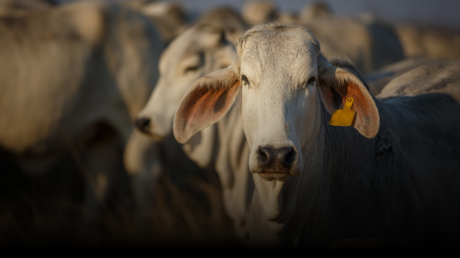 Ndege Beef Farms and Abattoir — Botswana and Namibia