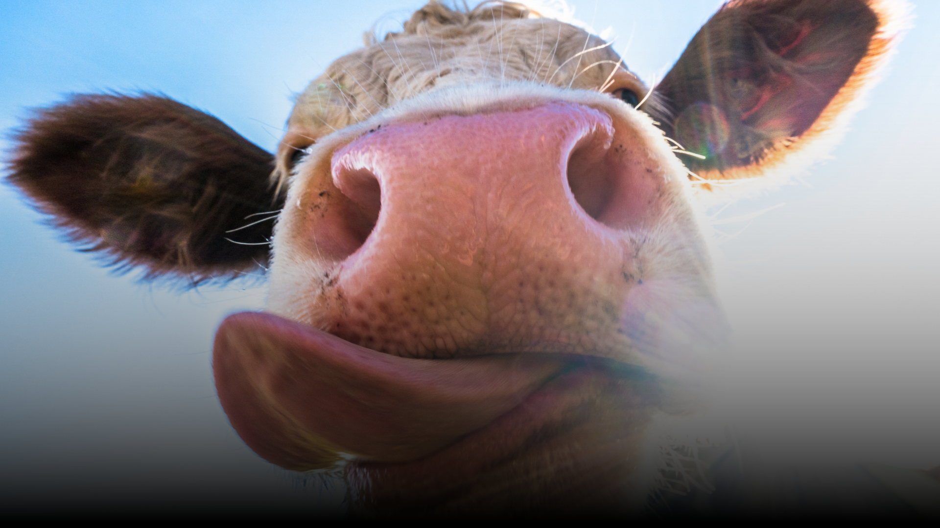 Ndege Beef Farms & Abattoir — Sovereign Beef Export Chain
