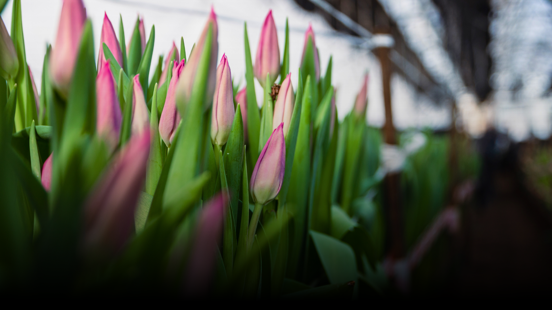Ndege Flowers — Kenyan Floriculture Sovereign Export