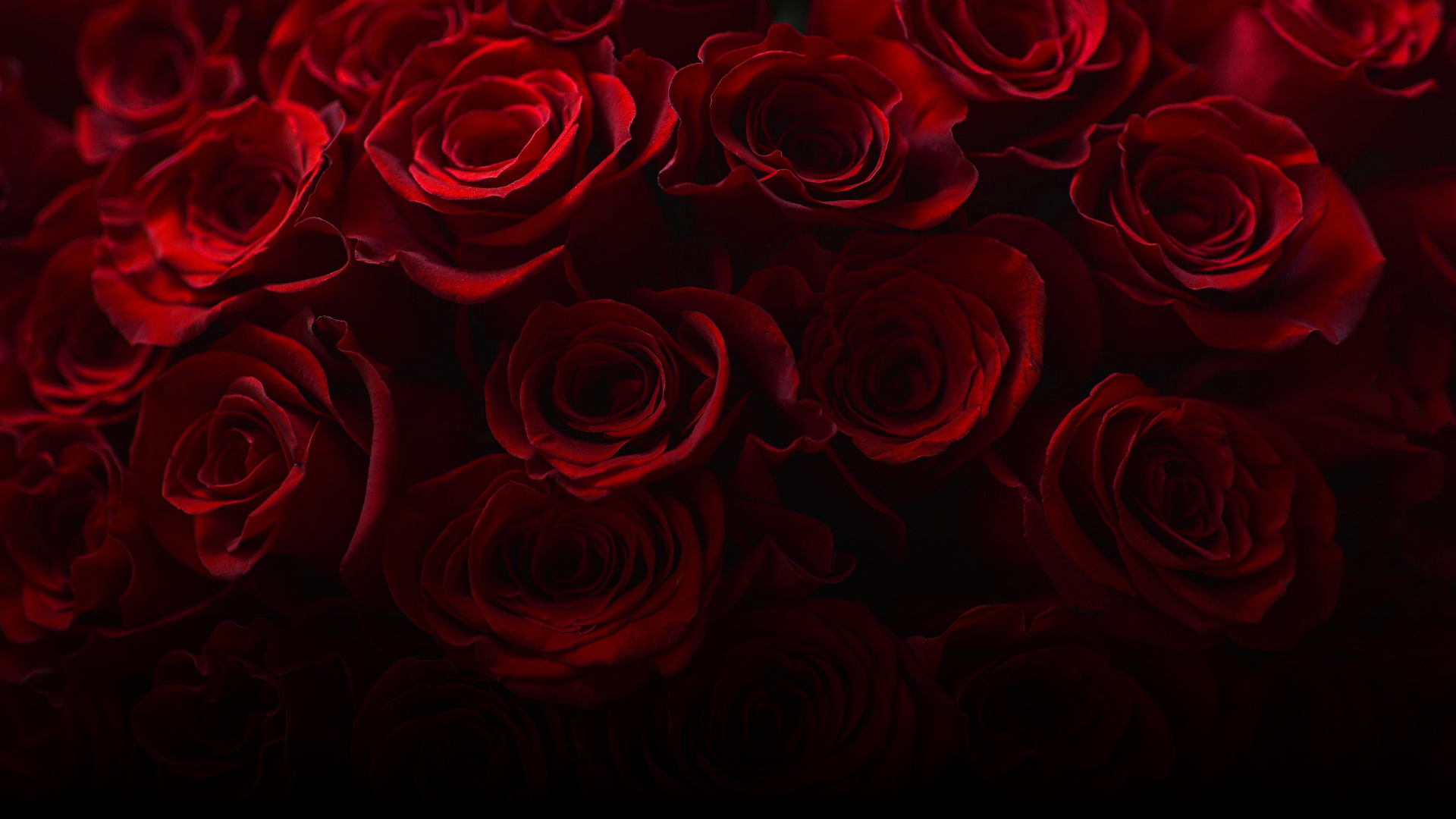 Ndege Flowers — Sovereign Floriculture Kenya