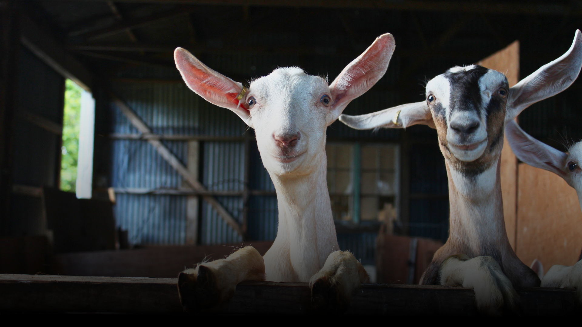 Ndege Goat Farms — Sustainable Livestock Kenya