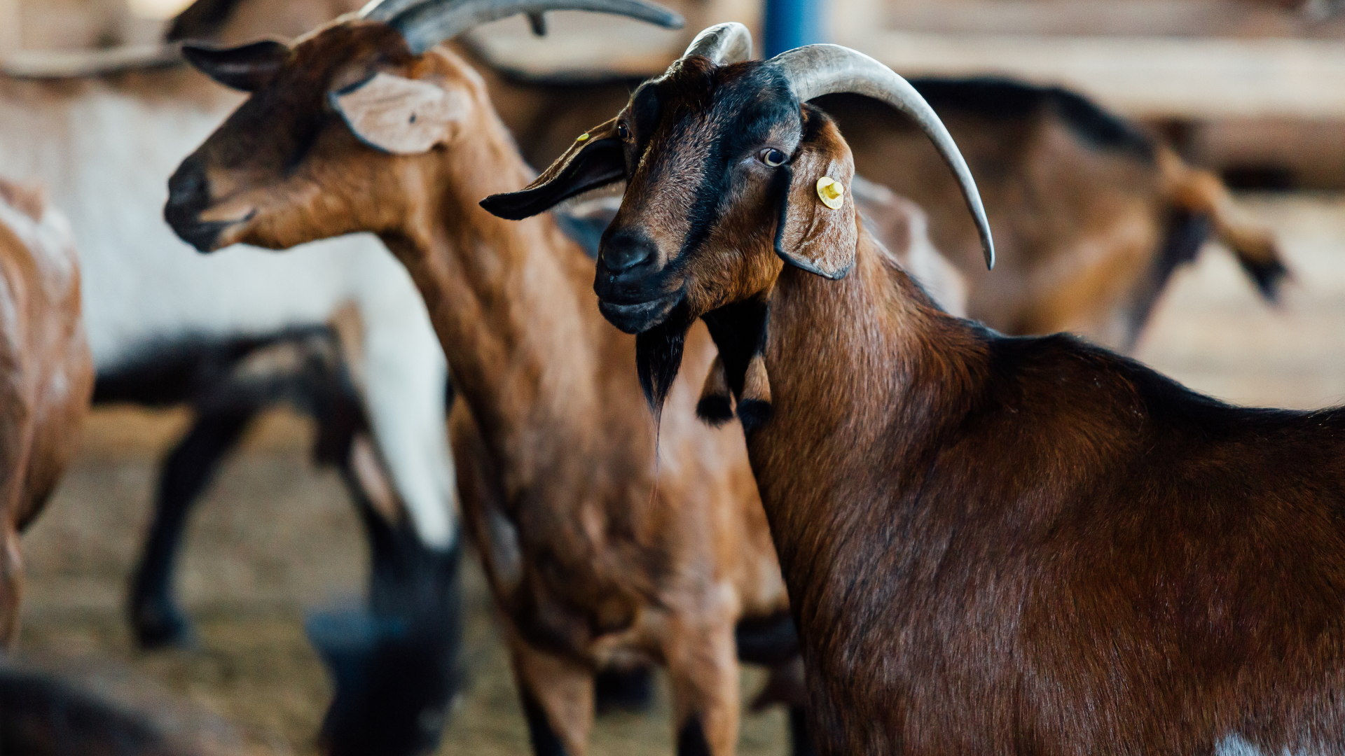 Ndege MarketPlace and Sindiyo Farms Partnership
