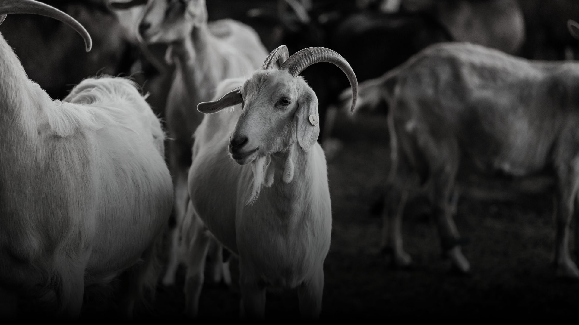 Ndege Goat Farms — Sustainable Livestock Kenya