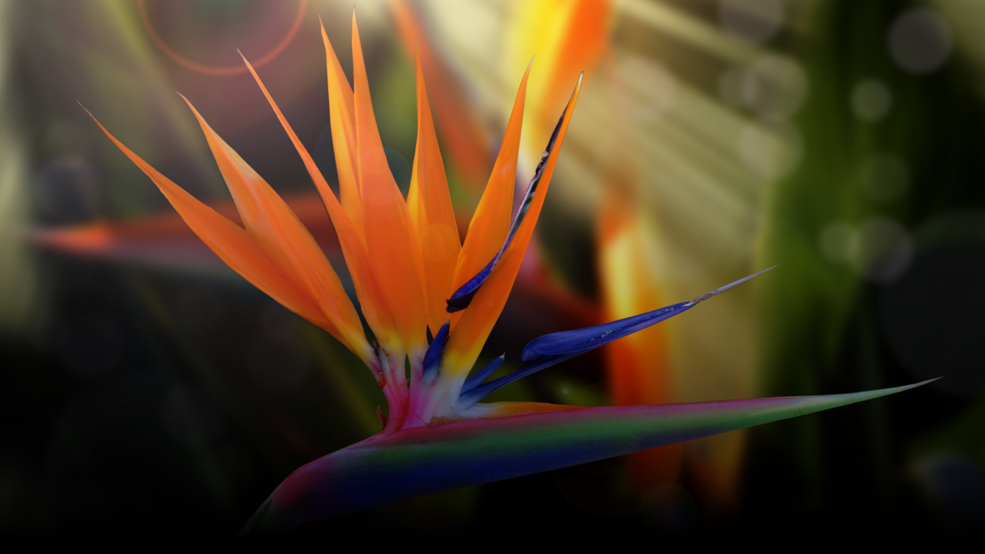 African Flowers